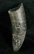 Miocene Aged Fossil Whale Tooth - #5664-1